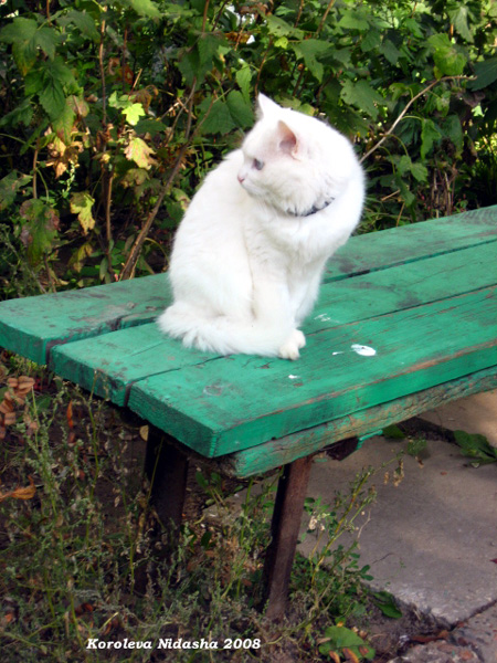 котик на лавочке в Камешковском районе Владимирской области фото vgv