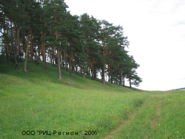 Лес в окресностях Патакино в Камешковском районе Владимирской области фото vgv