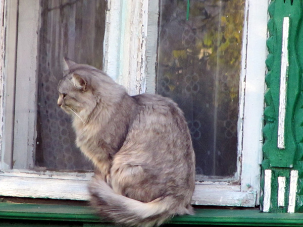 Кот в Ковровском районе Владимирской области фото vgv