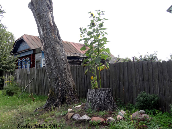 Подсолнух в Ковровском районе Владимирской области фото vgv