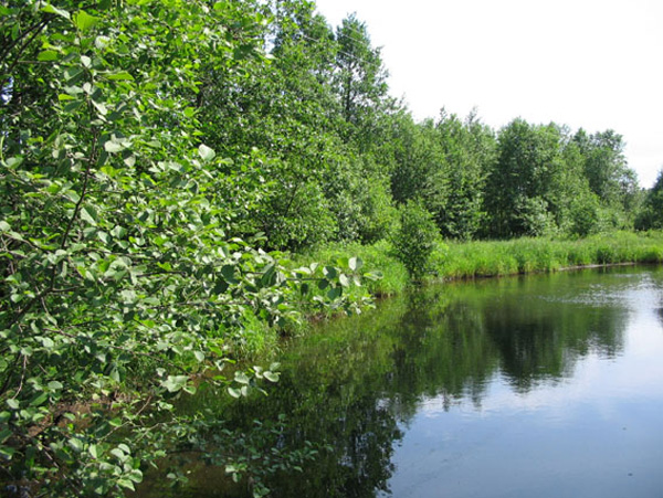 река Нерехта у поселка Мелехово в Ковровском районе Владимирской области фото vgv