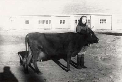 В животноводческом колхозе Зименки 1951 г. (Б. Богатов) в Муромском районе Владимирской области фото vgv