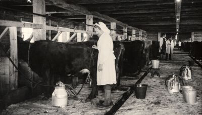 Электродойка на колхозной ферме в селе Панфилово 1950 г. в Муромском районе Владимирской области фото vgv