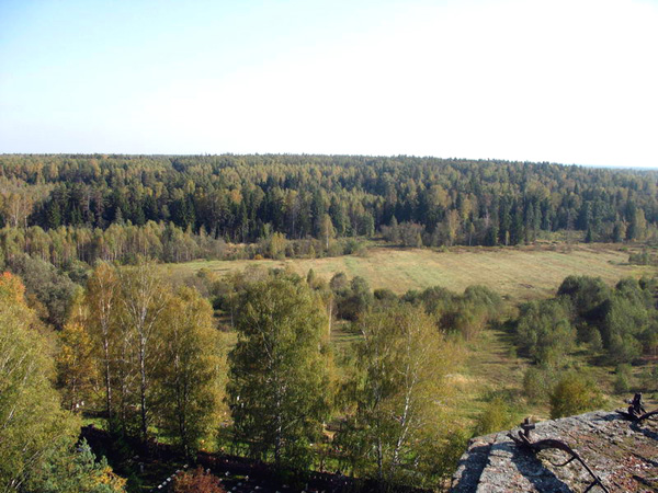 Лесной массив у села Рощино в Петушинском районе Владимирской области фото vgv