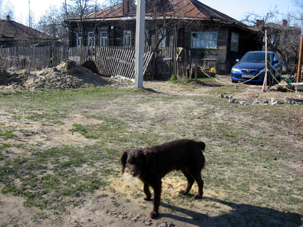 Пес около своего дома в Собинском районе Владимирской области фото vgv