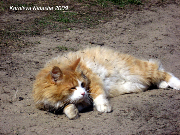 Котик на дорожке вытянул свои рыженькие ножки в Собинском районе Владимирской области фото vgv