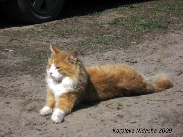 Котик на дорожке вытянул свои рыженькие ножки в Собинском районе Владимирской области фото vgv