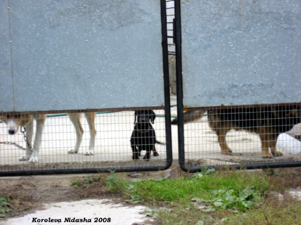 Собачий мир в Зазоборье в Собинском районе Владимирской области фото vgv