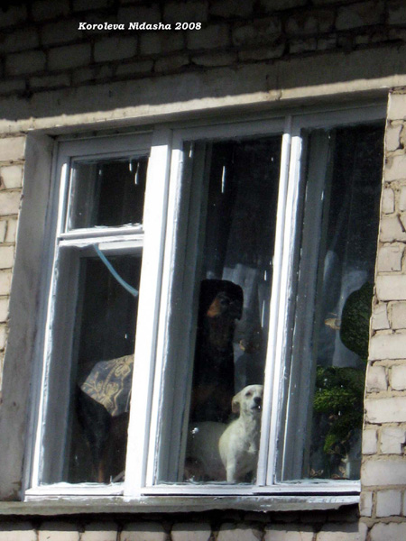 Песики в окошке в Собинском районе Владимирской области фото vgv