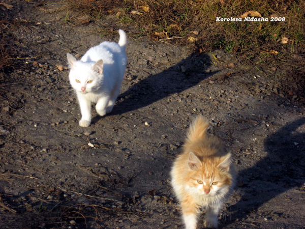 Идут кошки по дорожке, потереть о брюки ножки в Собинском районе Владимирской области фото vgv