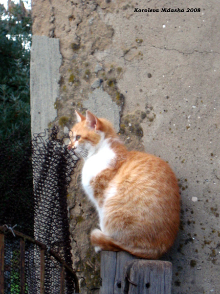 Рыжий кот в Собинском районе Владимирской области фото vgv