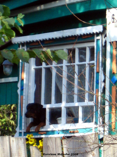 Собачка в окошке в Собинском районе Владимирской области фото vgv