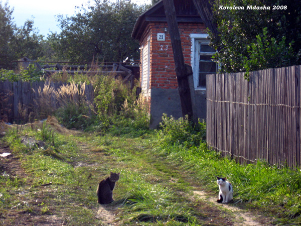 сидят кошки на дорожке в Собинском районе Владимирской области фото vgv