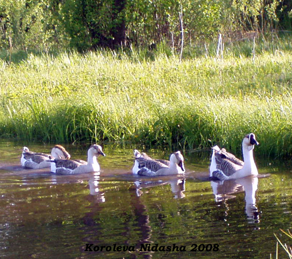 Масловские гуси в Судогодском районе Владимирской области фото vgv