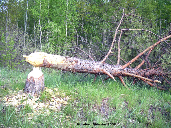 бобровый лесоповал в лесу у д.Богданцево, май 2008г. в Судогодском районе Владимирской области фото vgv