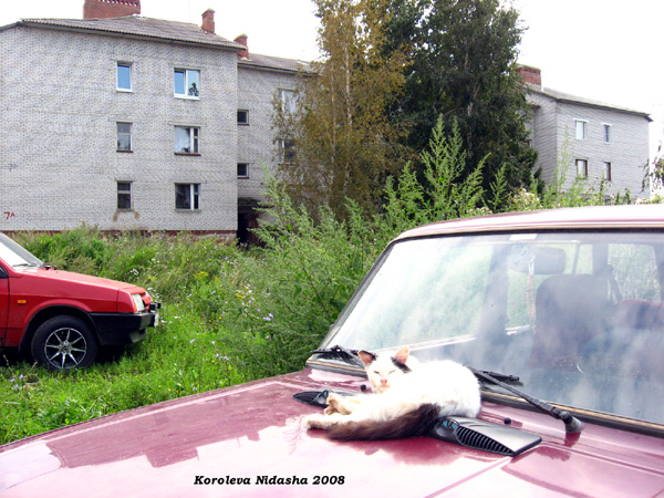 Чем бежать лучше на машине лежать (из жизни суздальских кошек) в Суздальском районе Владимирской области фото vgv