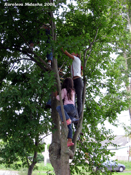 Детишки на дереве у дома 23 август 2008 года в Суздальском районе Владимирской области фото vgv
