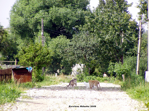 Кошки на дорожке в Суздальском районе Владимирской области фото vgv