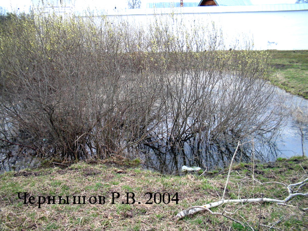 Малый пруд у Покровского Монастыря в Суздальском районе Владимирской области фото vgv
