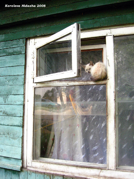Кошка в окошке в Суздальском районе Владимирской области фото vgv