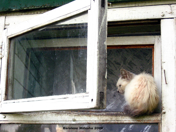 Кошка в окошке в Суздальском районе Владимирской области фото vgv