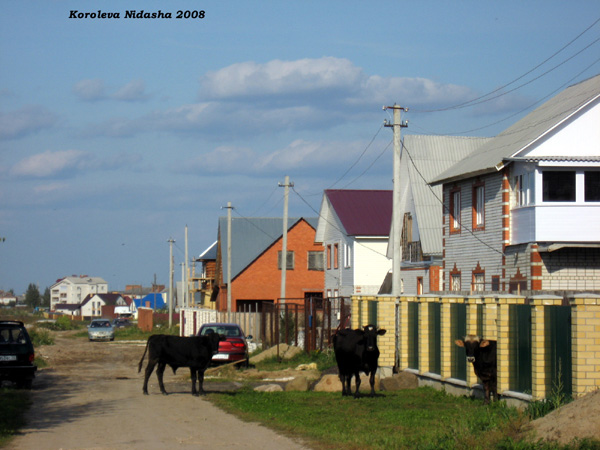 по улице коров водили в Суздальском районе Владимирской области фото vgv