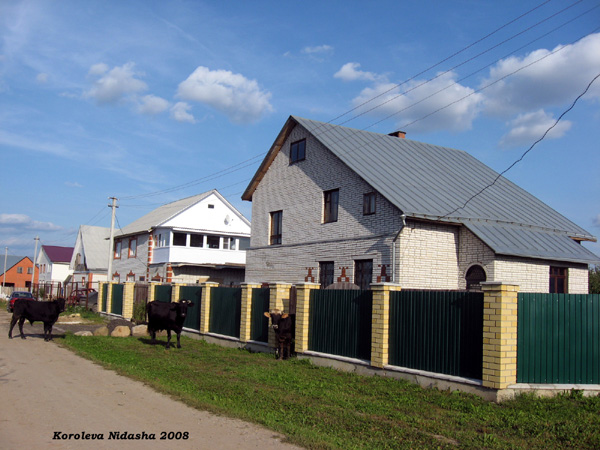 по улице коров водили в Суздальском районе Владимирской области фото vgv