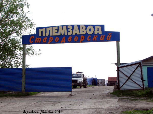 Племзавод СПК Стародворский в Суздальском районе Владимирской области фото vgv