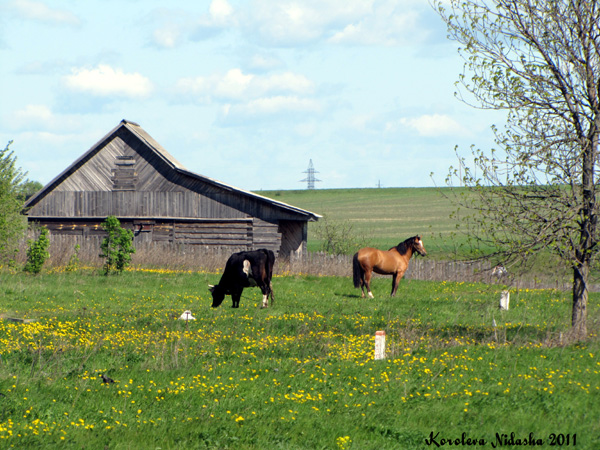 Две коровы и конь на выгоне в селе Павловское в Суздальском районе Владимирской области фото vgv