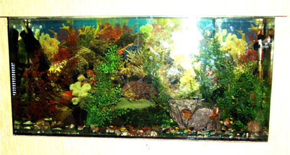 (кафе закрыто 2009) аквариумы в кафе Золотое дно во Владимире фото vgv