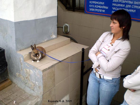 Кролик на поводке - май 2009 года во Владимире фото vgv