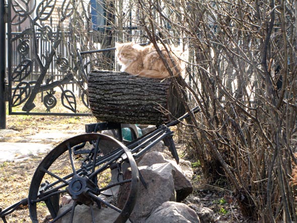 Кузнечный кот во Владимире фото vgv