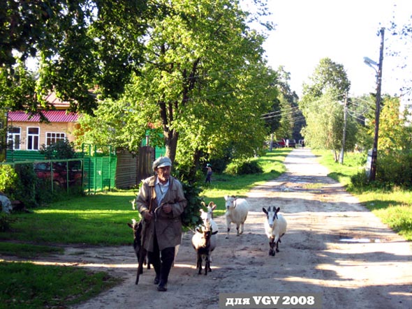 Пастух и козы август 2008 во Владимире фото vgv