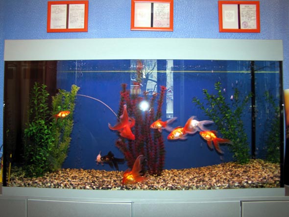 офисный аквариум парикмахерской Пластилин 2011 г. на Горького 38 во Владимире фото vgv