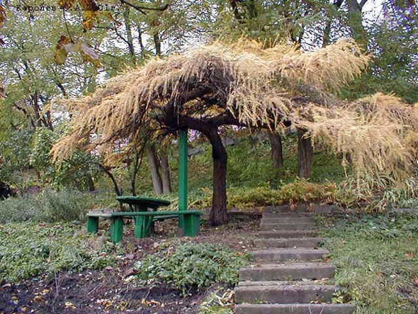 площадка у склоненной лиственницы в Патриарших садах во Владимире фото vgv
