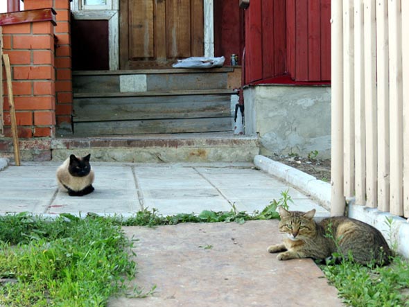 Коты у дома 28 по ул.Красная Горка 2012 год во Владимире фото vgv