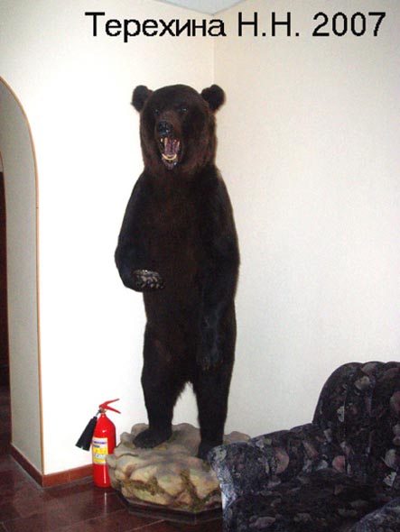 Медведь одомашненный офисный во Владимире фото vgv