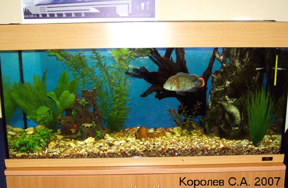 Офисный аквариум 2002-2007 гг. во Владимире фото vgv