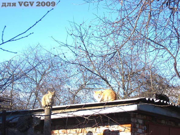 Кошки на высоте во Владимире фото vgv