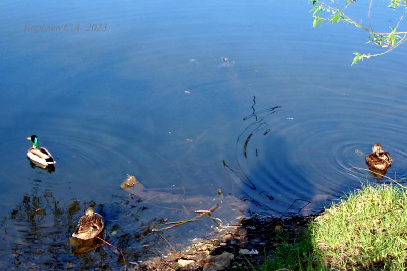 Утки на Соловьином пруду 2023 год во Владимире фото vgv
