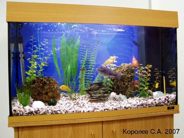 Офисный аквариум ПО Инвест Мастер на Суздальском проспекте 11д во Владимире фото vgv