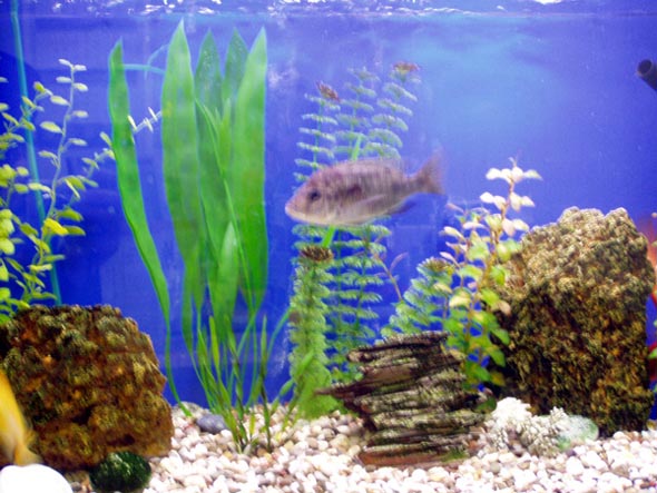 Офисный аквариум ПО Инвест Мастер на Суздальском проспекте 11д во Владимире фото vgv