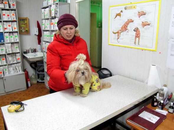 ветеринарная клиника «Артемида» на Верхней Дуброва 4а во Владимире фото vgv