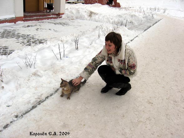 киса из дома 36г по ул.Верхняя Дуброва январь 2009 года во Владимире фото vgv