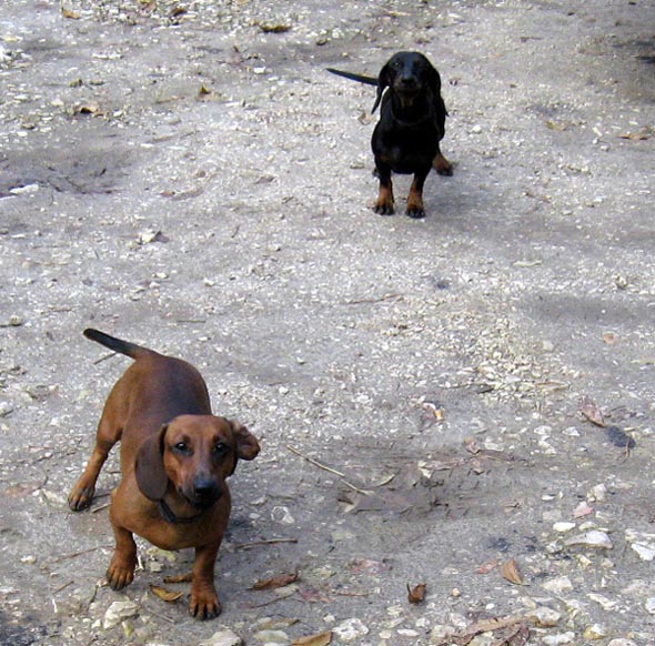 злые собачки на улочке Верхние Ямки октябрь 2008 года во Владимире фото vgv