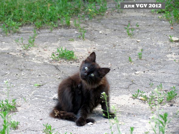 котенок у дома 16 по Владимирскому спуску 2012 г. во Владимире фото vgv