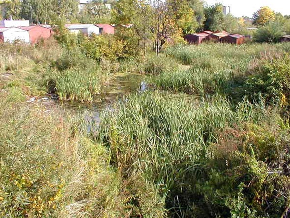 Неизвестный ручей и небольшой пруд в овражке с восточной стороны стадиона Юность на Егорова 8в во Владимире фото vgv