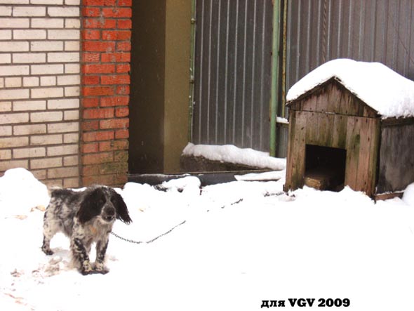 Грозный Страж - немного замерзший во Владимире фото vgv