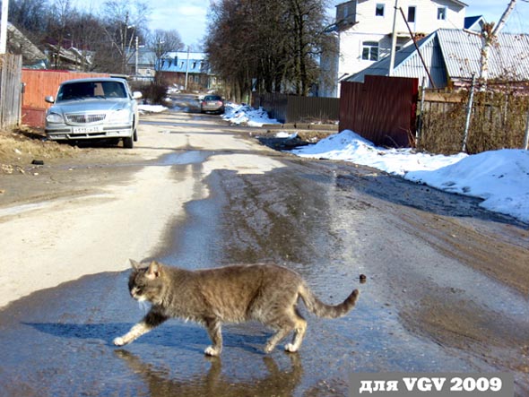 Хозяйка улицы во Владимире фото vgv