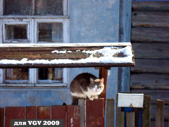 Киса на солнышке (апрель 2009) во Владимире фото vgv
